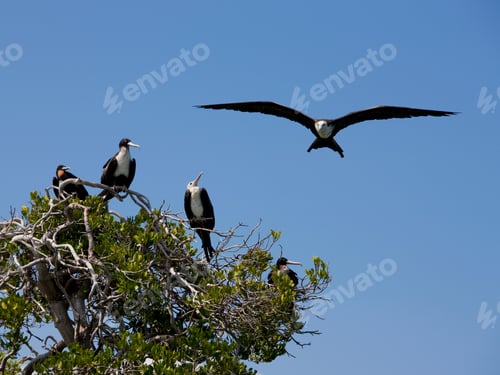 Preview: Frigate Birds At Aldabra Atoll, Seychelles