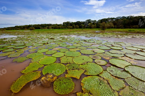 Preview: Giant Water Lilies, Victoria Amazonica At Rio Badajos, Amazon River, Brazil