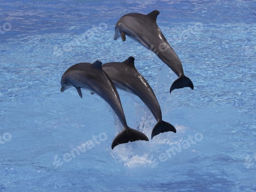 Preview: Bottlenose Dolphins Jumping Out Of Water, Loro Parque, Tenerife, Canary Islands, Spain