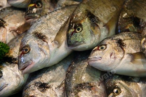 Preview: Still Life Fresh Fish, Fish Market, Jersey, Channel Islands, Uk