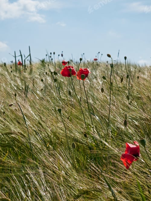 Preview: Poppies Growing In Barley Field, Weyarn, Bavaria, Germany