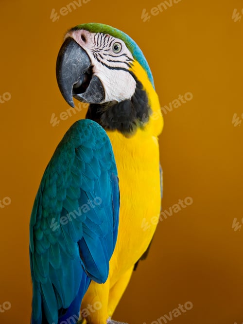 Preview: Blue-And-Yellow Macaw, Ara Ararauna, Leticia, Department Of Amazonas, Columbia