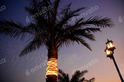 Preview: Illuminated Palm Tree, Manama, Bahrain, Kingdom Of Bahrain, United Arab Emirates