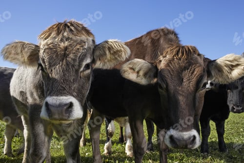 Preview: Close Up Of Cattle With Calf In Field