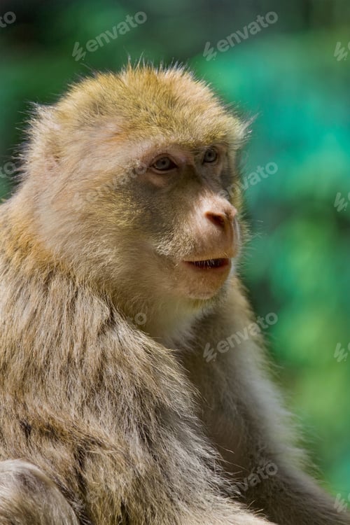 Preview: Barbary Macaque, Macaca Sylvanus, Gibraltar, British Overseas Territory