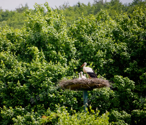 Preview: White Stork, Ciconia Ciconia, In Nest