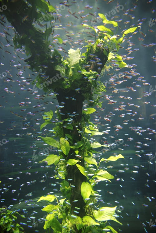 Preview: School Of Neon Tetra Fish, Loro Parque, Tenerife, Canary Islands, Spain