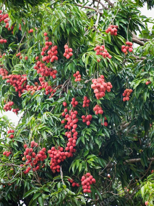 Preview: Lychee Tree With Ripe Fruit, Nosy Be, Madagascar