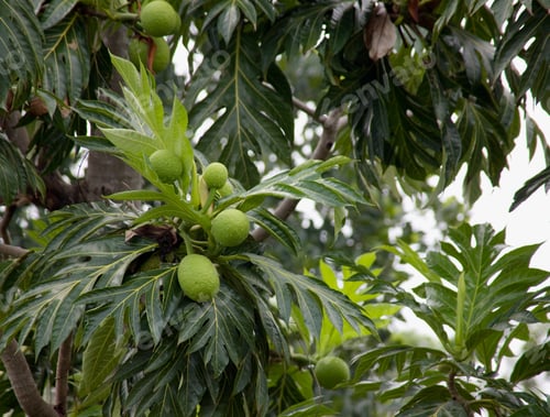 Preview: Breadfruit At Nosy Komba, Madagascar