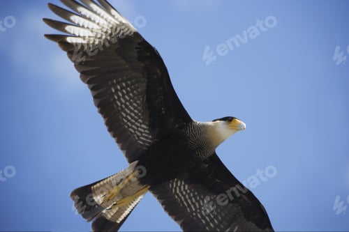 Preview: Low Angle View Of Crested Caracara In Flight