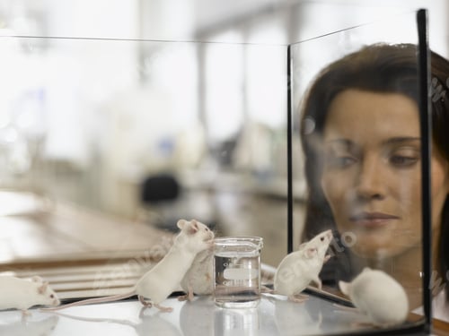 Preview: Female Scientist Looking At Laboratory Mice In Tank