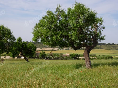 Preview: Olive Trees Near Arta, Mallorca, Spain