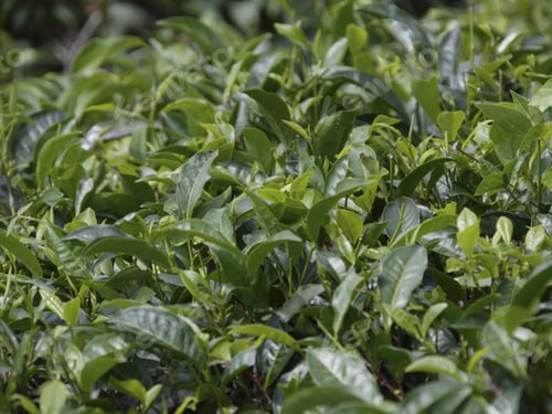 Preview: Close Up Of Tea Plants At Tea Plantation, Mahe', Seychelles
