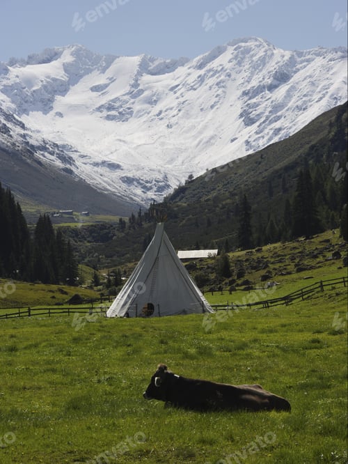 Preview: Cow Laying In Field, Dischma Valley, Davos, Graubuenden, Grisons, Switzerland