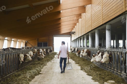 Vista previa: Farmer With Cattle In Barn