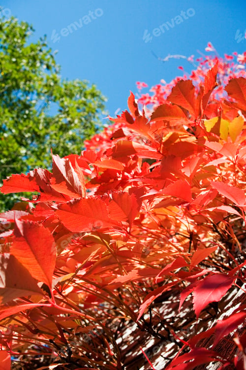 Preview: Close Up Of Wine Leaves In Autumn