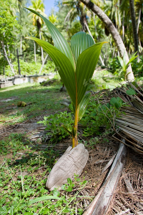 Preview: Palm Tree Sapling, Desroches Island, Seychelles