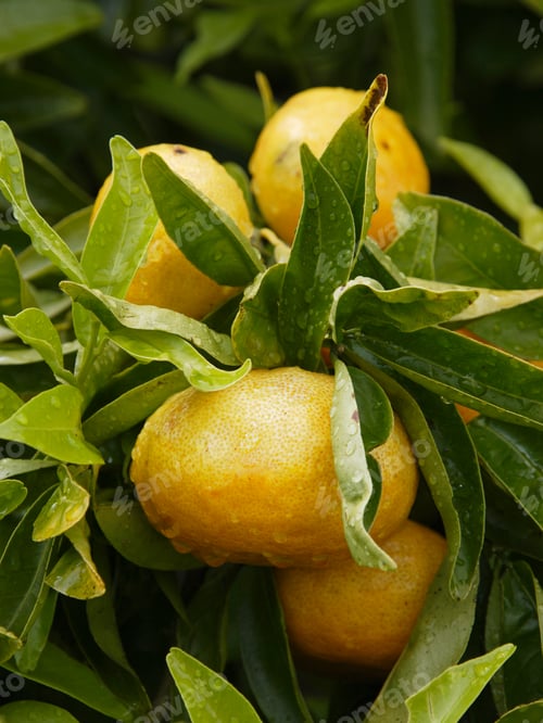 Preview: Tangerines On Tree, North Island, New Zealand