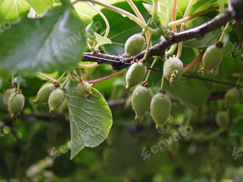 Preview: Kiwi Fruits Hanging On Tree, North Island, New Zealand