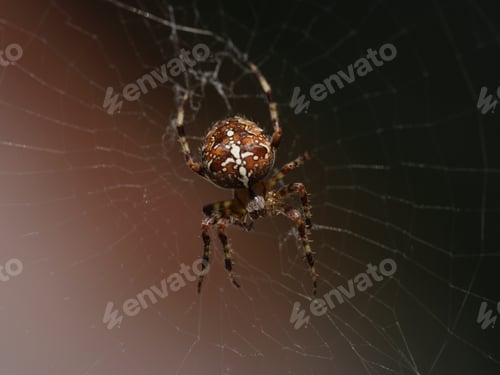 Preview: Close Up Of Cross Spider On Web