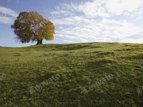 Preview: Tree In Grassy Meadow, Bavaria, Germany