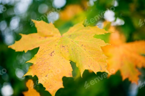 Preview: Close Up Of Maple Leaf In Autumn