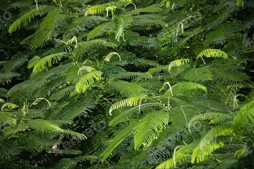 Preview: Fern In The Garden Of The Lighthouse At Key West, Florida, Usa