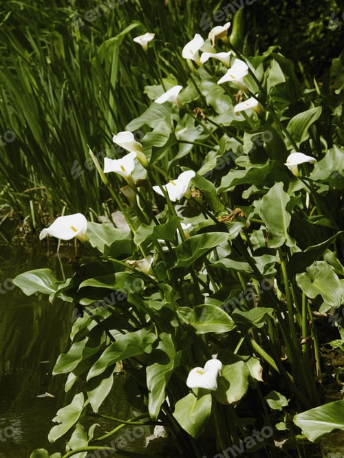 Preview: Close Up Of Zantedeschia Plant And Flowers