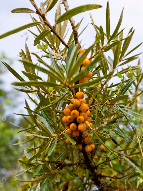 Preview: Common Sea-Buckthorn, Hippophae Rhamnoides, Close Up