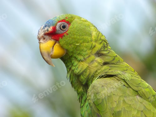 Preview: Amazon Parrot, Hellabrunn Zoo, Munich, Bavaria, Germany