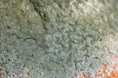 Preview: Close Up Of Moldy Orange