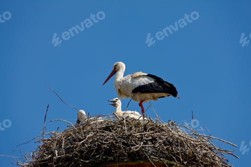 Preview: White Stork, Ciconia Ciconia, In Nest