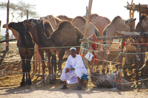Preview: Camel Market At The Oasis Al Ain, Emirate Of Abu Dhabi, United Arab Emirates
