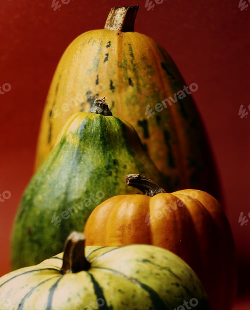 Preview: Still Life View Of A Bunch Of Different Colored Pumpkins