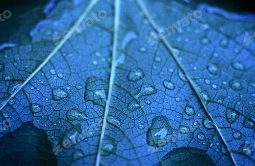 Preview: Close-Up Of A Leaf Floating On Water