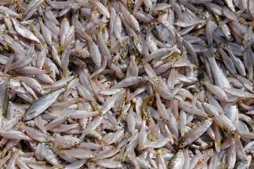 Preview: Fish At The Market At Lake Tonle Sap, Siem Reap, Cambodia