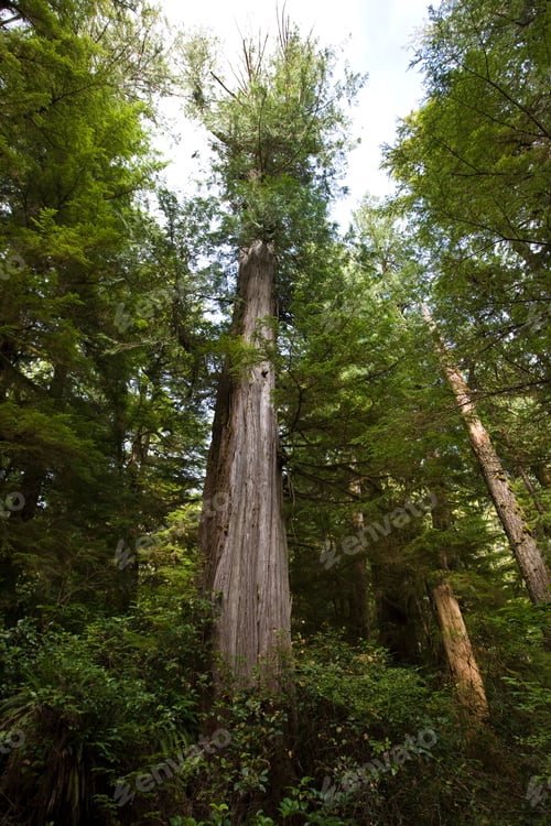 Preview: Rainforest Trail, Pacific Rim National Park Reserve, Vancouver Island, British Columbia, Canada