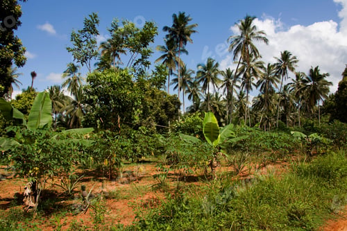 Preview: Tropical Garden Near Zanzibar City, Zanzibar, Tanzania, Africa