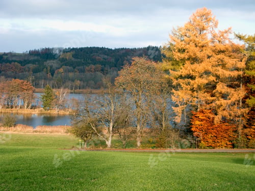 Preview: Illmensee Near Wilhelmsdorf In Autumn, Sigmaringen, Baden-Wurttemberg, Germany