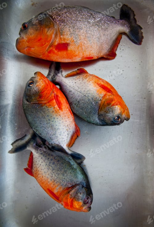 Preview: Red-Bellied Piranha, Pygocentrus Nattereri, Cuxiu Muni, Amazon River, Brazil