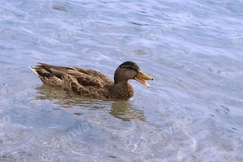 Preview: A Female Mallard Duck Swimming
