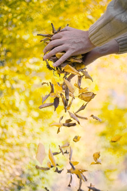 Preview: Person Dropping Autumn Beech Leaves On Ground