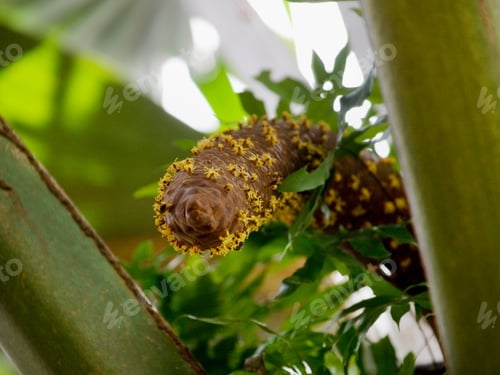 Preview: Male Coco De Mer Inflorescence At Vallee De Mai Nature Reserve, Praslin Island, Seychelles