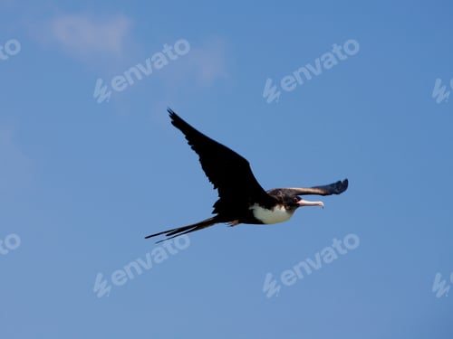 Preview: Flying Frigatebird At Aldabra Atoll, Seychelles