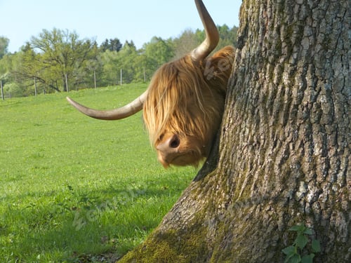 Preview: Highland Cattle On Farm, Seefeld, Bavaria, Germany