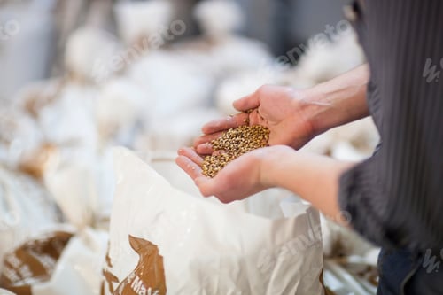 Preview: Close-Up Of Brewer Holding Malt In Hands At Brewery