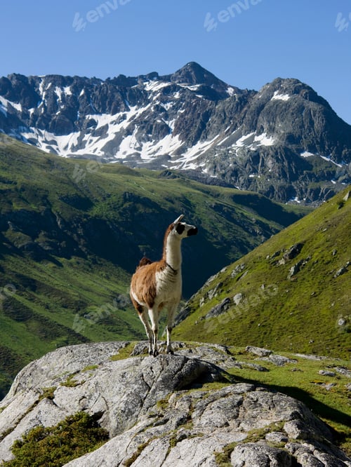 Preview: Llama At Fluela Pass, Grisons, Switzerland