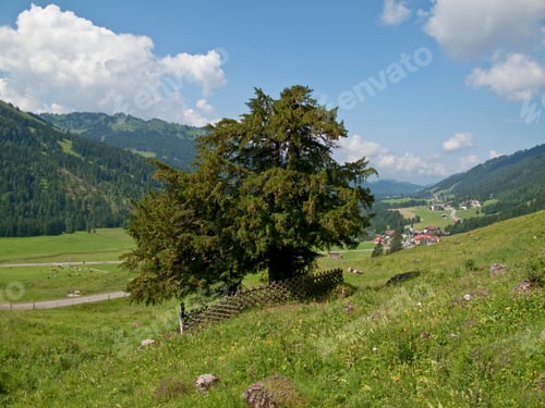 Preview: Old European Yew Tree At Balderschwang, Allgau, Bavaria, Germany