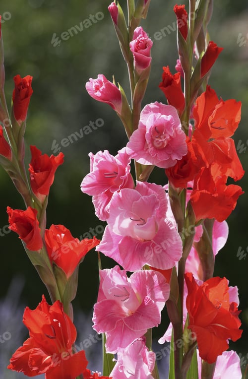 Preview: Close Up Of Gladioli Flowers Outdoors