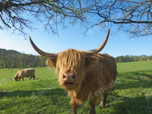 Preview: Highland Cattle On Farm, Seefeld, Bavaria, Germany